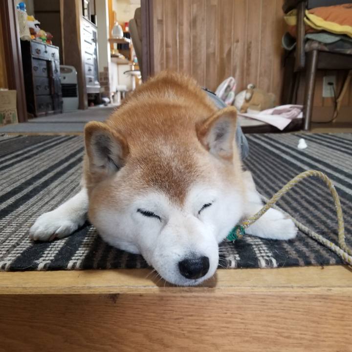 E6f95dfe 9b41 4fd2 a5be ed832a97e74c 1680045874853