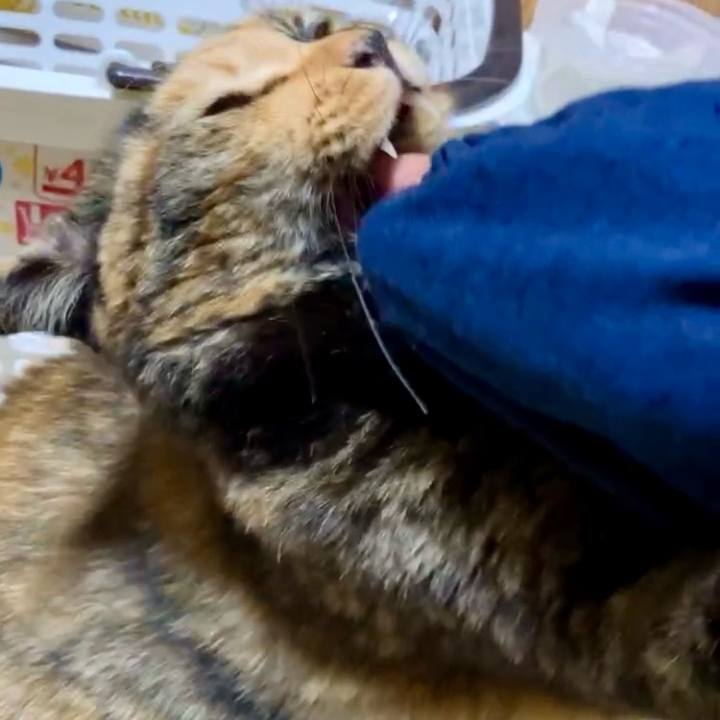 E6fa51a3 ccdb 4ab6 9b48 21e24e611192 1732044623213