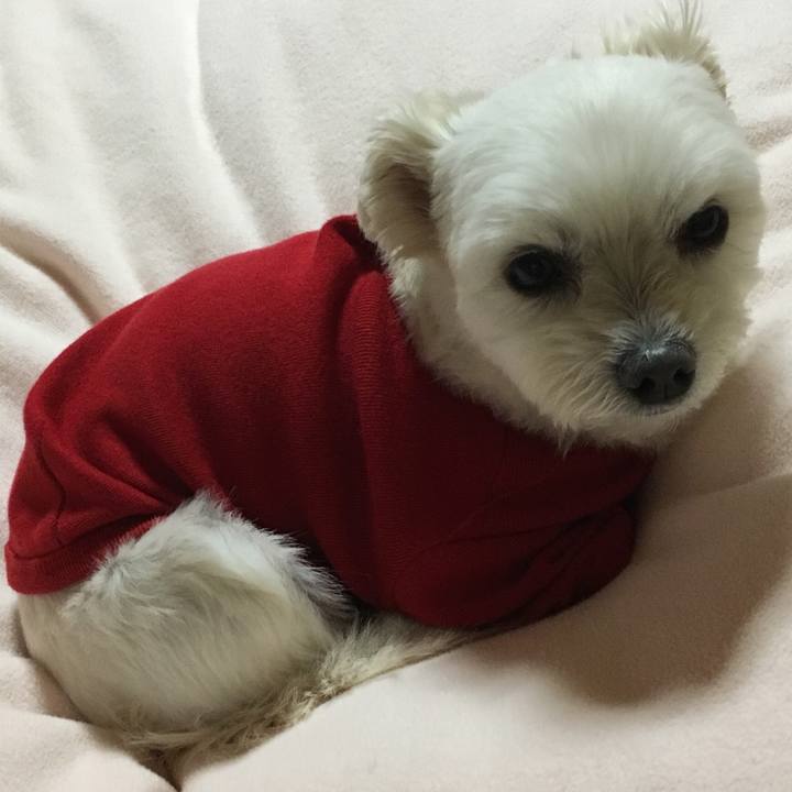 E6fe8c1e 49b8 4d65 9667 510a6da8577f 1513072156720