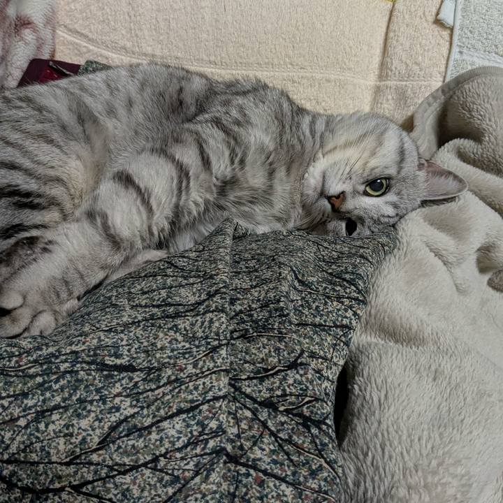 E6ffcad2 7f54 40d4 b918 d2e3ce1c3490 1747930732678