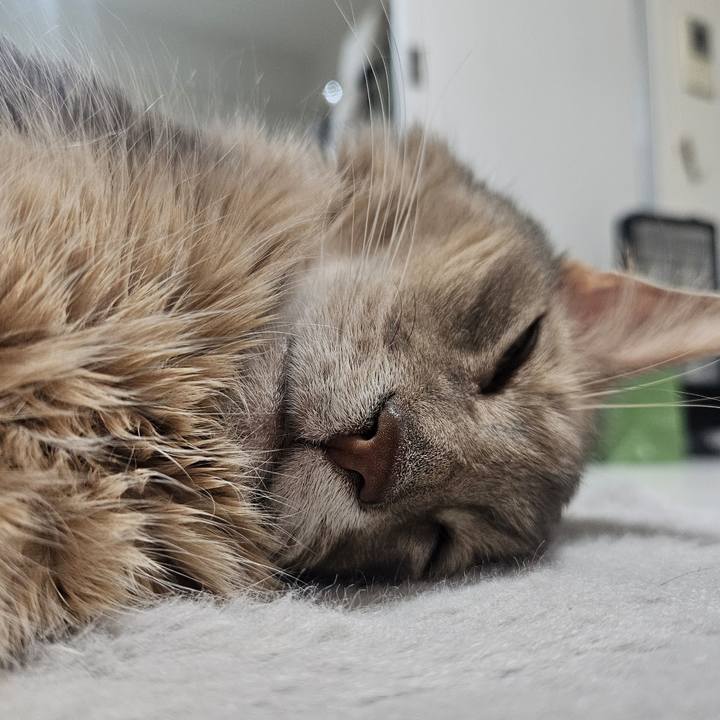 E7028e92 036f 4868 91f4 e6de761db9fa 1743383327307