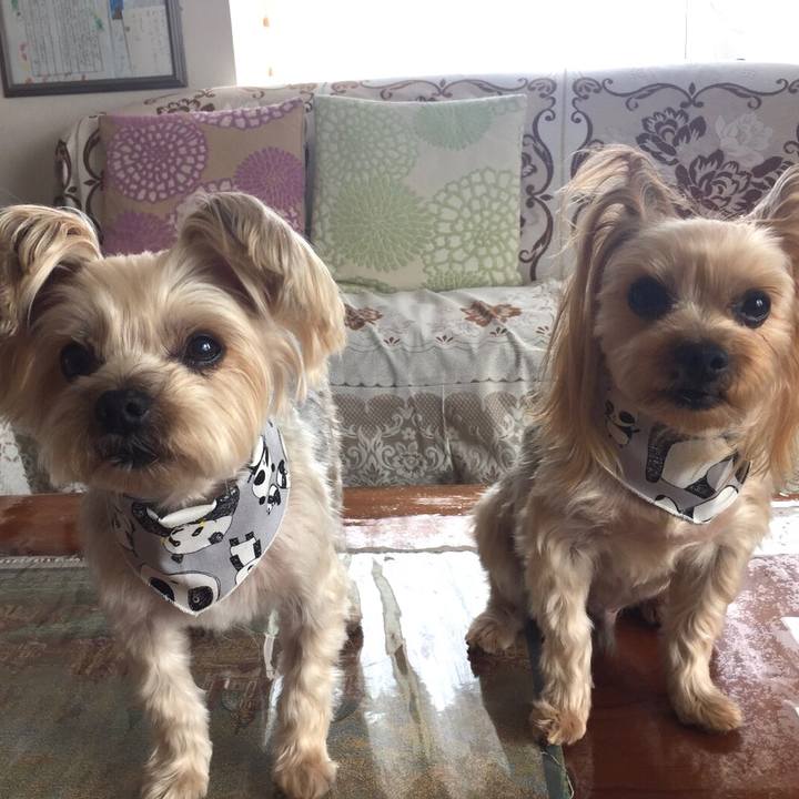 E705a434 0dd1 46d4 a392 e0825b244583 1522061609349