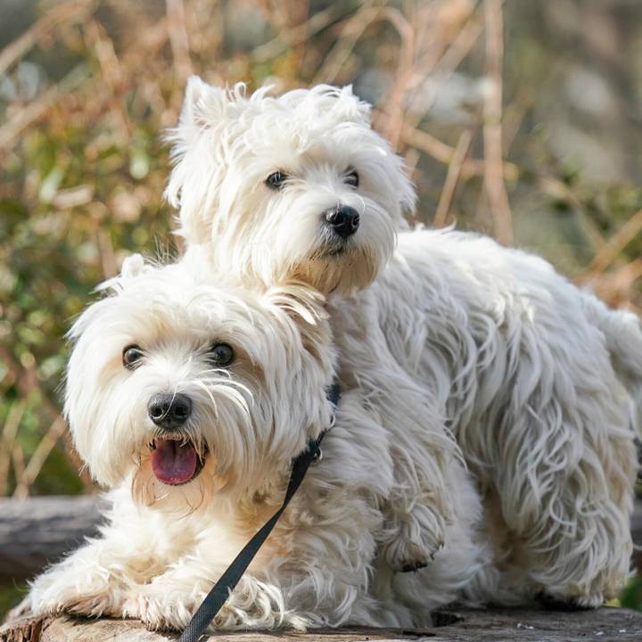 E7060d46 e235 4cd4 b926 a7c4d1e294f0 1517697668404