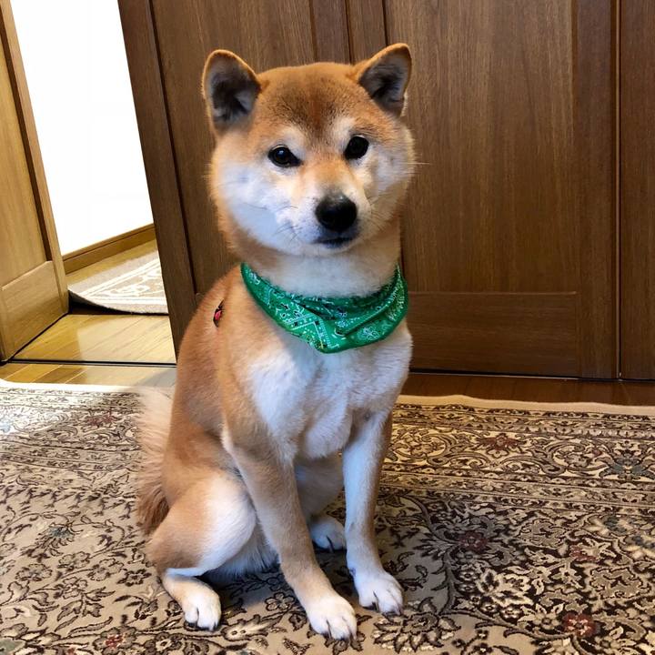 E7073f18 87d7 44f1 8bac db4287e0dc01 1522838837578