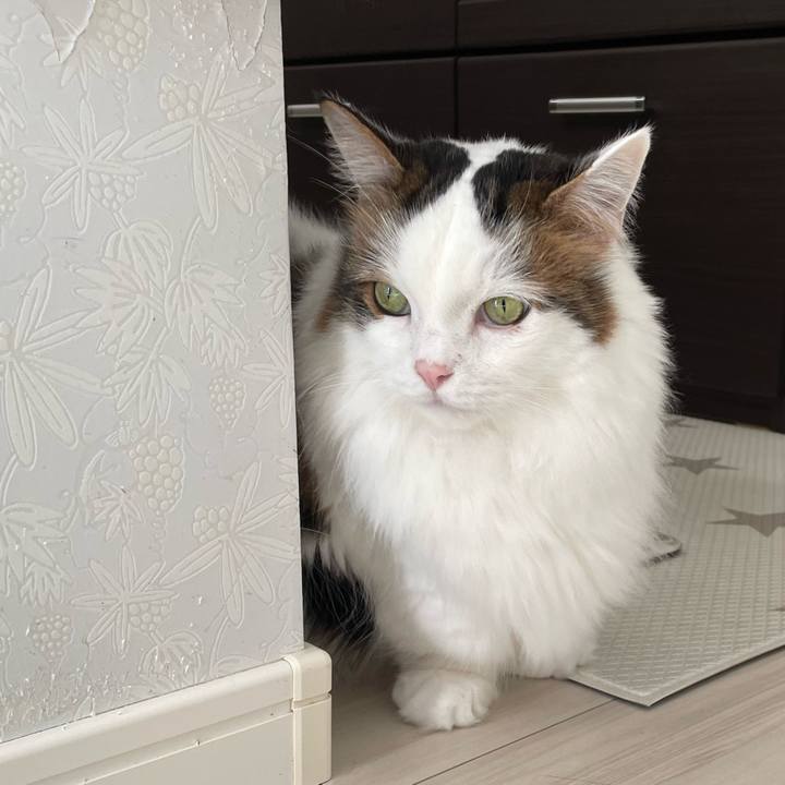 E70ab9f0 e147 4b0d a2aa b4df04a395c2 1765246168792