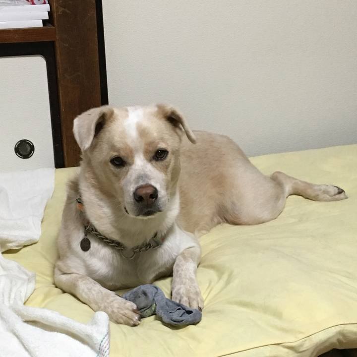 E70d55e3 8288 4d4c 8d94 a5ce41f76e25 1540291758316