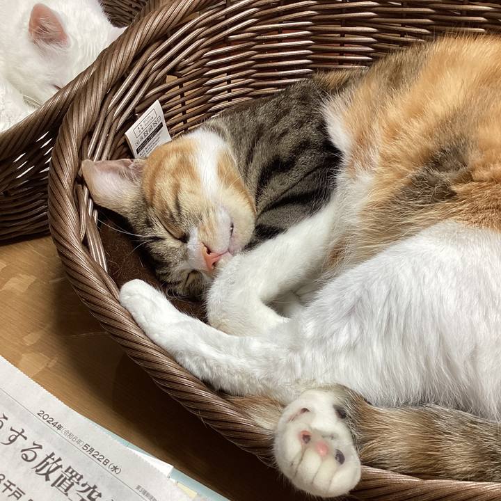 E70d9ee2 b384 4174 9538 22287a41a362 1716335828701