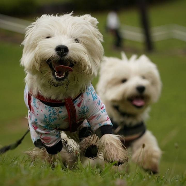 E7118f22 6e12 4dd0 a5da c3390bccdf32 1527678661044