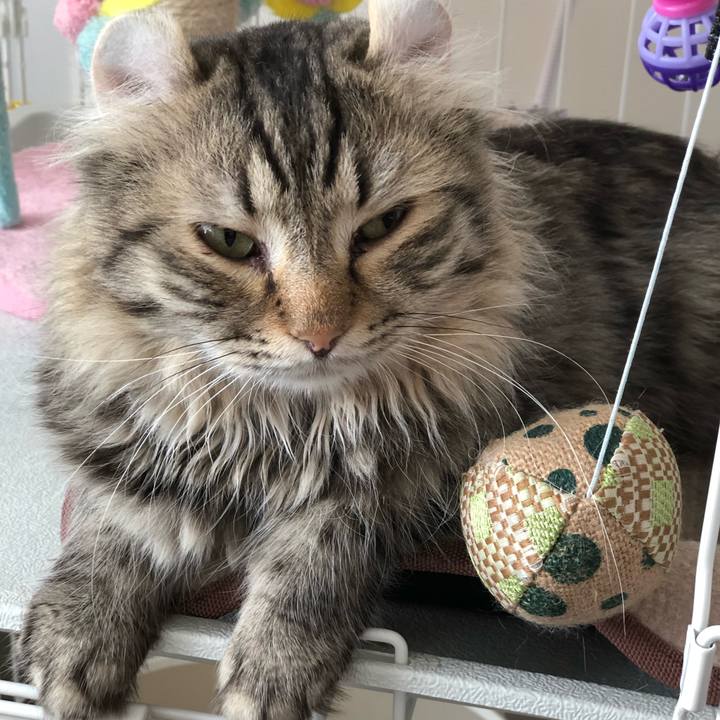 E713914d efc7 4226 ab29 1bcb90371ec4 1529644696723