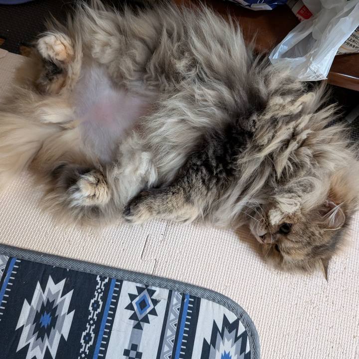 E71a5d7a b8aa 4006 934c 92936edcfe8f 1737529515802