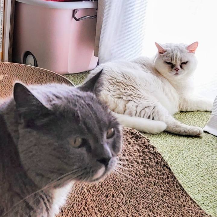 E71a7359 9005 4020 a55b b068323cc06f 1757202385230