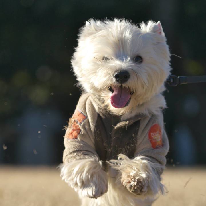 E71c84a9 437d 4872 8321 7cd1753c6830 1513519476201