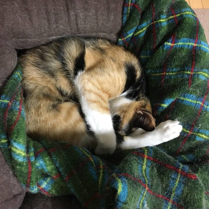 E7202ea3 9256 45a8 8d2d 0531ea2db1e7 1518173205112