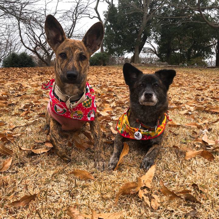 E7232cee c83b 46d0 91b0 cdba96f47e30 1577177946339