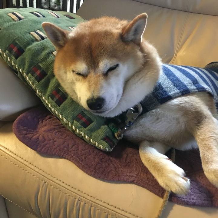 E7265074 393a 42e2 8a82 a0aa24823d48 1511399509634