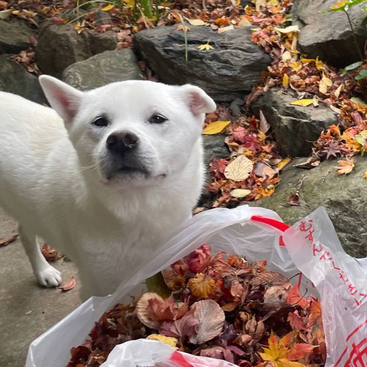 E728d48b bf36 41cf 9405 33332aaa8724 1764646753550