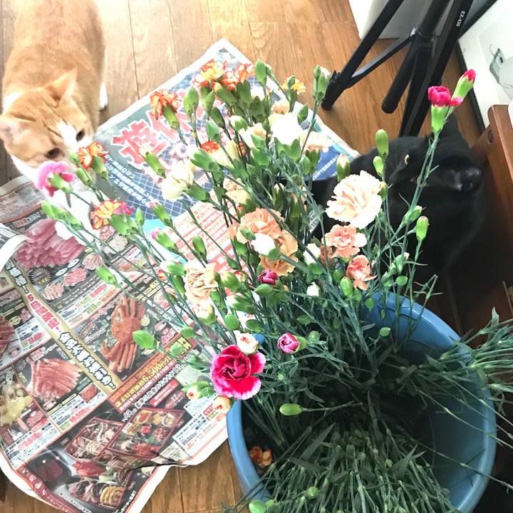 E72a846a 4ac7 4e00 9e2f 1e154a4fa865 1526172915688