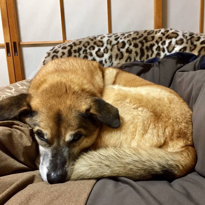 E72f95ef 0f6b 447d a615 7697c6f5b007 1544010344343