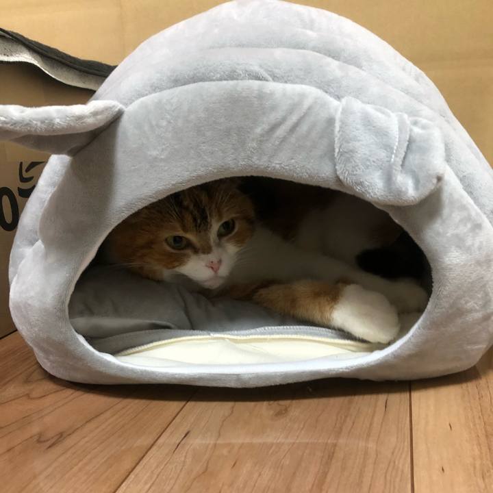 E7325fbd 27cf 47fa a0e9 915b07ba423c 1580396745802