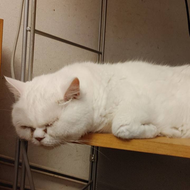 E7331b6c 1966 4c98 a48a bb55b3c8215a 1626473238933