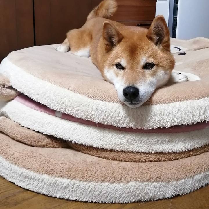 E738cacd 7497 4cbc a25a 965812cd0f4c 1617008425367