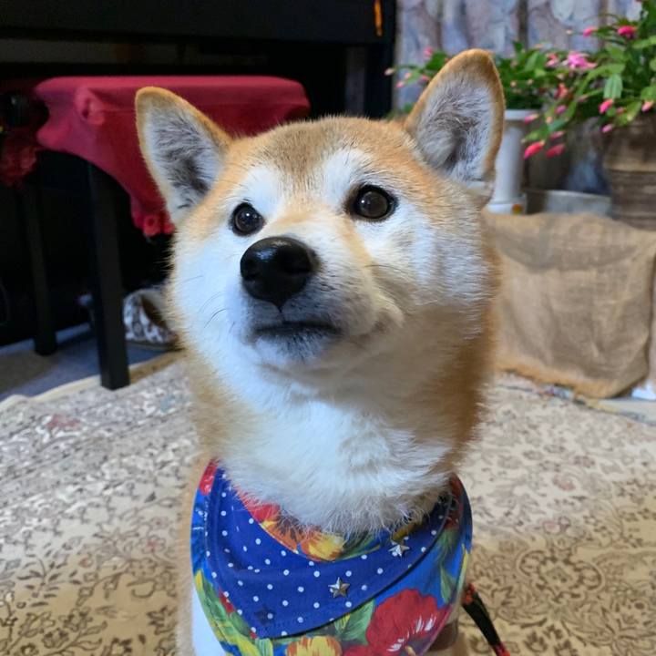 E73cd4ec fb4f 412c bebd 7e43d6fbe7a4 1576744804800