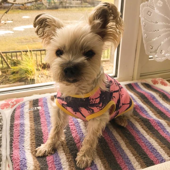 E73df997 7c80 4271 b632 eba3e16f51cf 1574855502560