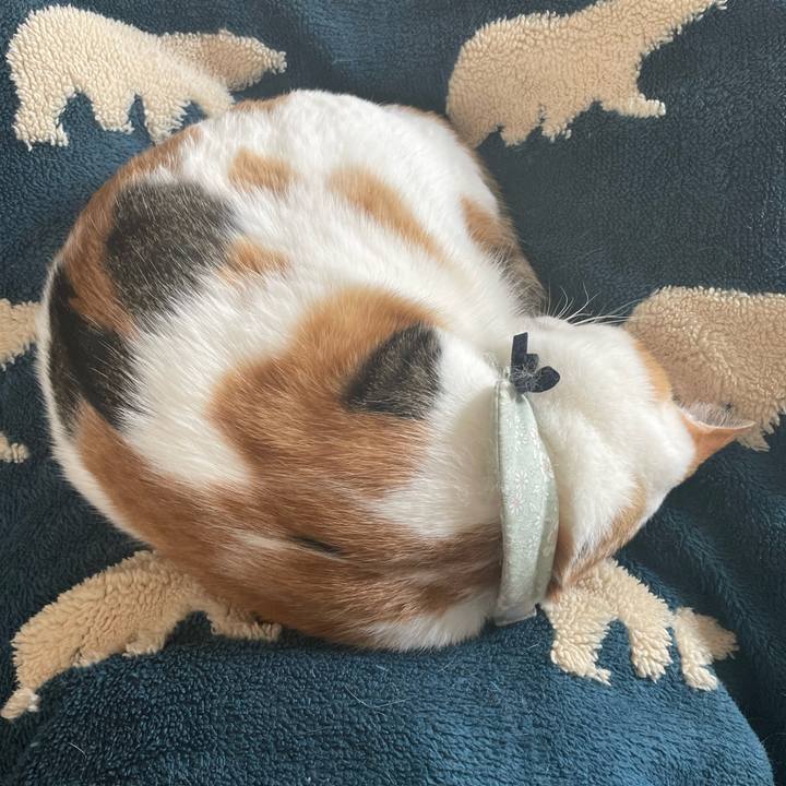 E73edb4d b562 4fcc 87cb 4ff546273ad6 1668224739822