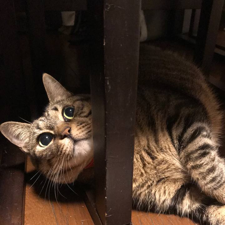 E73f4170 7a09 49b0 86d8 4dbfadc919db 1576406689208