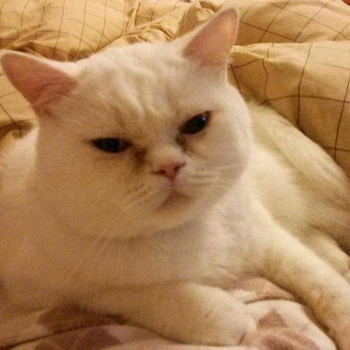 E73f77fd b686 4d10 a494 80d93d8df288 1511621632527