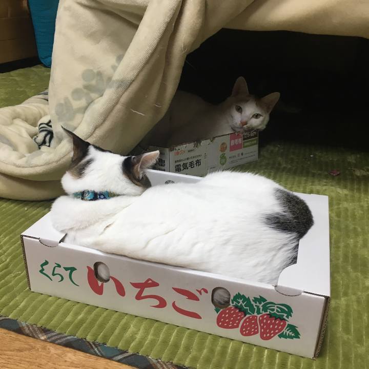 E74138ae f164 4577 a079 a9027d040de5 1546601531294