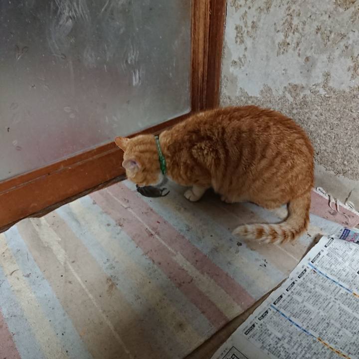 E74208f4 0ab9 45be 87b0 1459f6d2398a 1586082836499