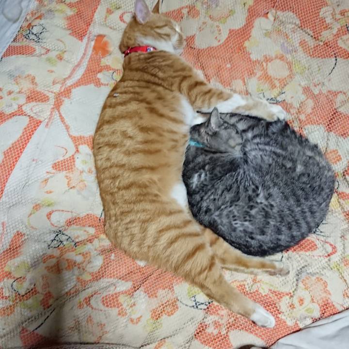 E742311a e11e 4dce 9c5a b276da442f5a 1576934029361