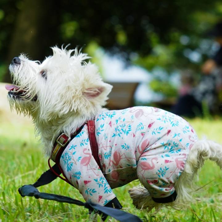 E743e11b 1052 4e2f be47 066dae87b4b3 1532952116833