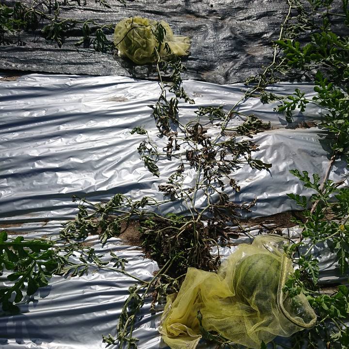 E7440d2b 4ce9 429c ac41 41b7bdab4c6a 1594539632560