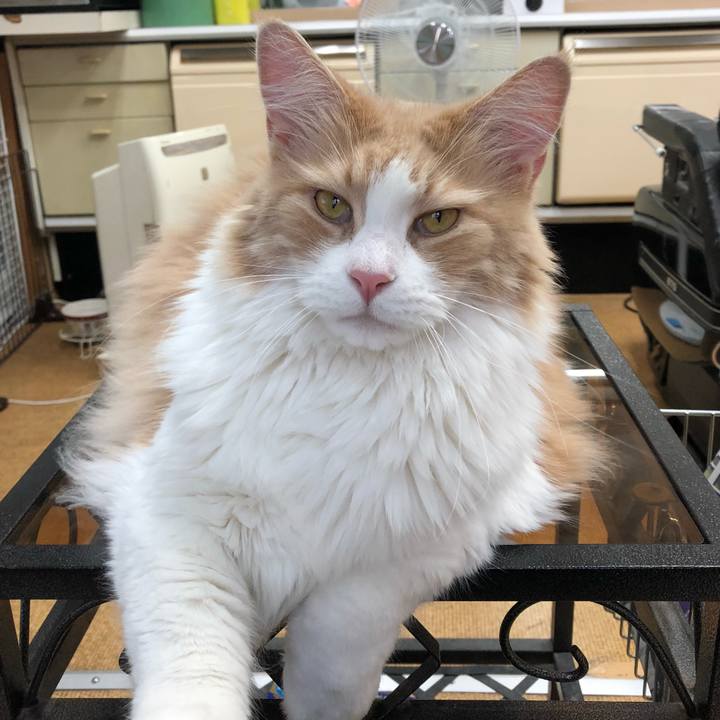 E74467bf 309d 4f6b a5c0 73994afa1f98 1546221147609