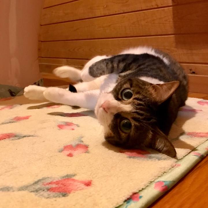 E748c0ba 0291 4c32 9ce3 21026a8b5c93 1526044980552