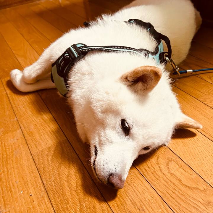 E749c616 9310 4296 871b 08663119c497 1686863110019