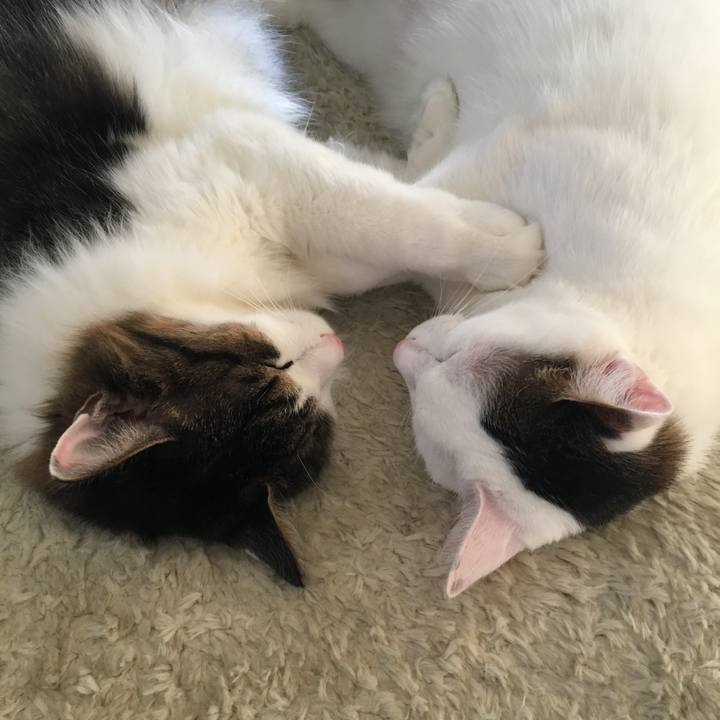 E74b6d43 3614 46fe a9d1 058d0024914e 1513301779967