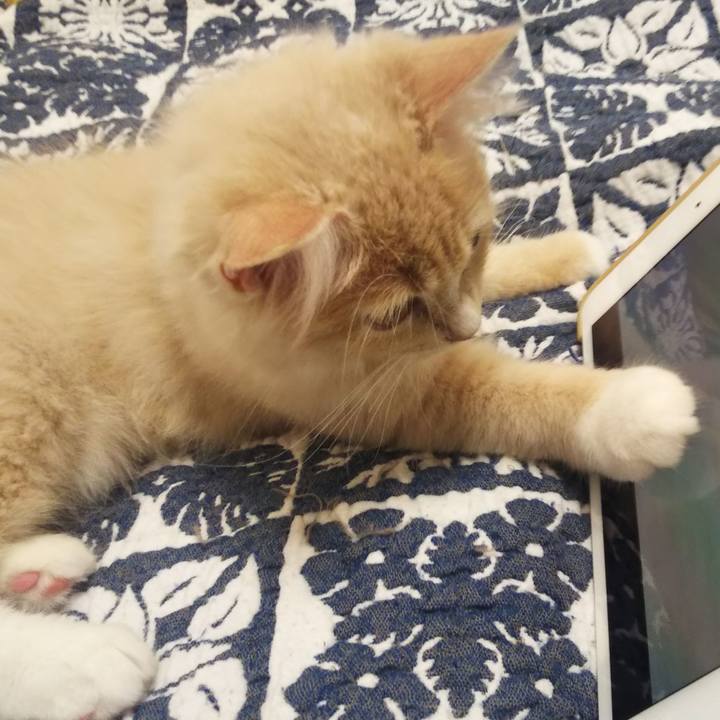 E74cdd46 1519 4186 9c5c 0c2e2797fe38 1599232545774