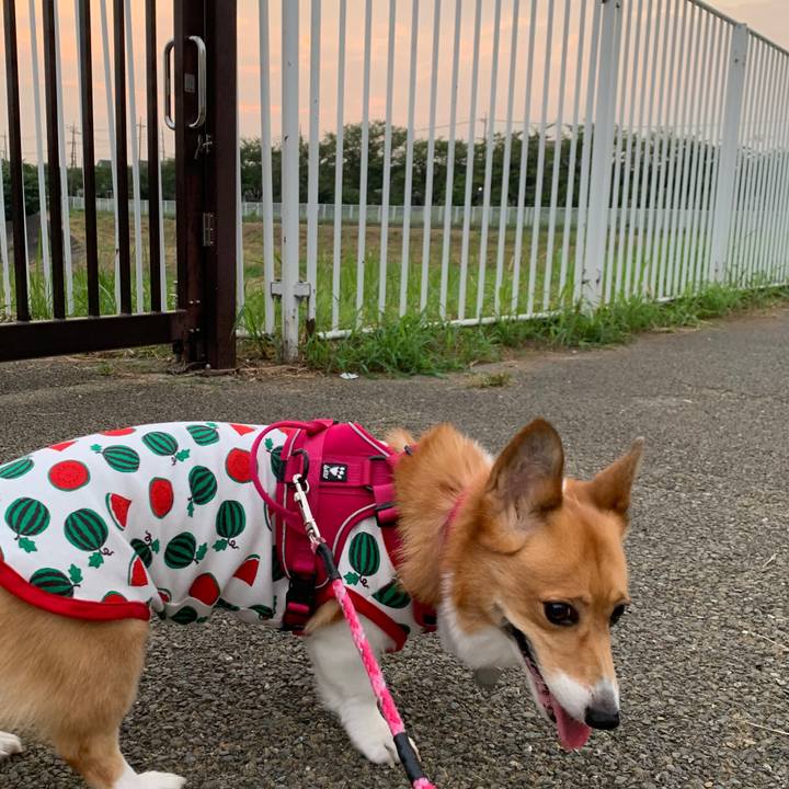 E750923c e10b 47ad 8b85 e3996de2d5c6 1597698627776