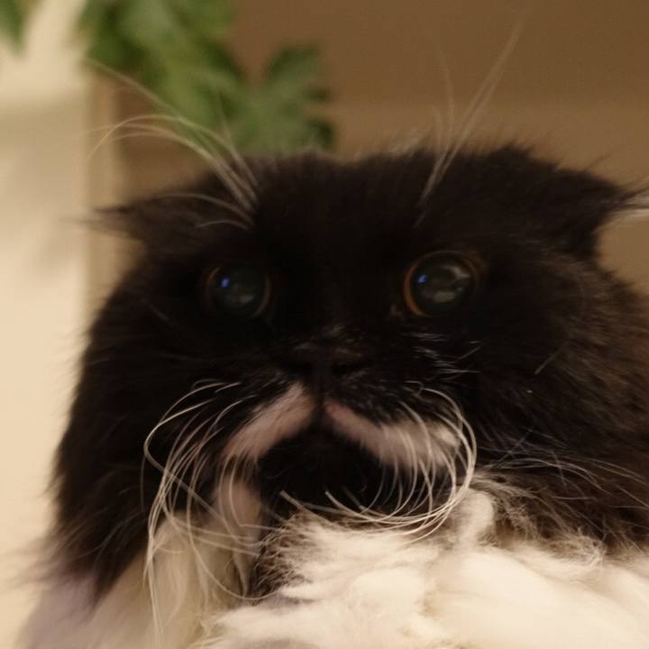 E7520c96 ed90 4ba7 a91e df3f17705199 1535379067815