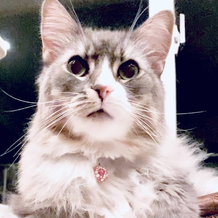 E754db10 8f4c 4f60 bb9e 8e2c2771a25e 1751814791388