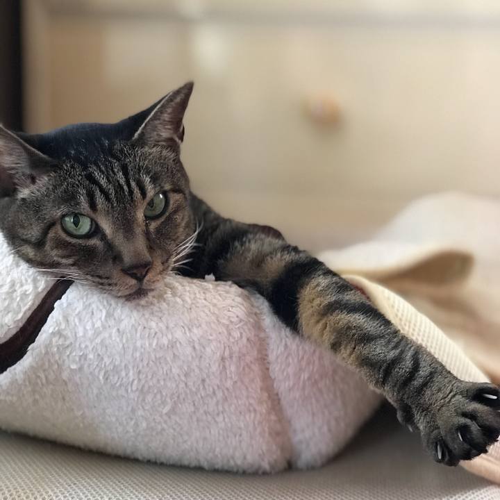 E7553986 f68e 4e50 973f f7e4404c6e80 1533340294809