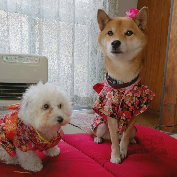 E75bbf37 64f9 4321 a13e 0889ca5e2296 1546340698398