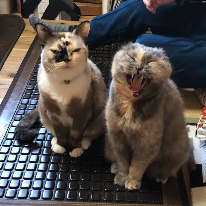 E75c4ba9 1351 4043 b148 dd2328b0d5db 1763799278780