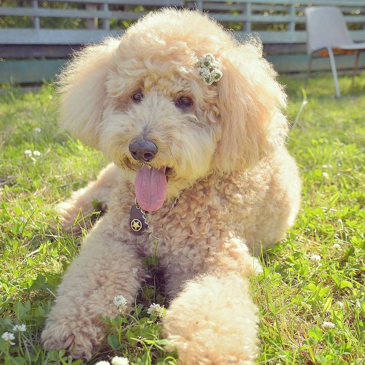 E75c85e5 efea 44f2 99cc 34c12cfa52e3 1525437149344