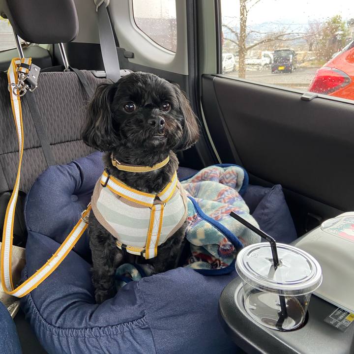 E75c8a33 f78e 42a1 bbfa d877c7d19406 1584881350895