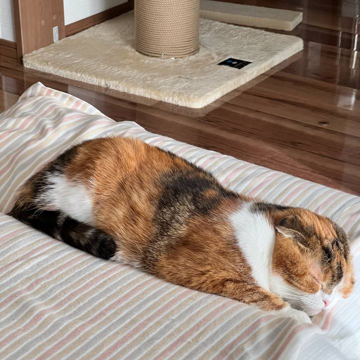 E75e68f7 4536 476e bd7e 23b2588c9a53 1736511141601