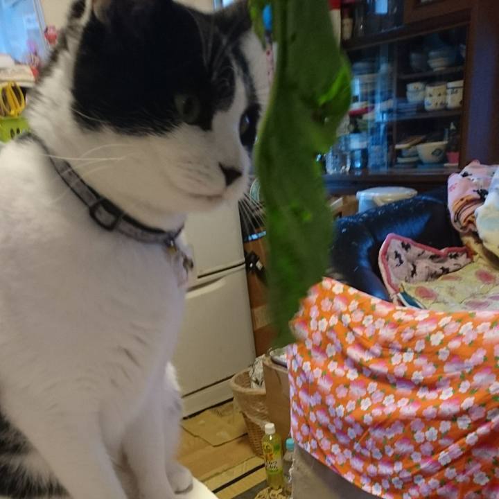 E7642a03 0b94 49c9 8781 73a316a2cd60 1508303413460